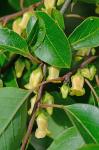 Diospyros virginiana L.