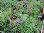 Diphasiastrum digitatum (Dill. ex A. Braun) Holub