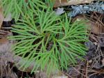 Diphasiastrum digitatum (Dill. ex A. Braun) Holub