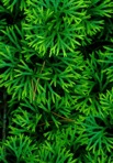 Diphasiastrum digitatum (Dill. ex A. Braun) Holub