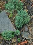 Diphasiastrum tristachyum (Pursh) Holub