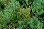 Diphasiastrum tristachyum (Pursh) Holub
