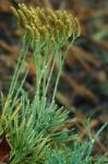 Diphasiastrum tristachyum (Pursh) Holub
