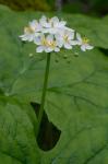 Diphylleia cymosa Michx.