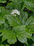 Diphylleia cymosa Michx.
