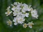 Diphylleia cymosa Michx.