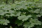 Diphylleia cymosa Michx.