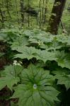 Diphylleia cymosa Michx.