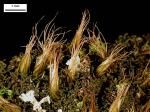Diphyscium foliosum (Hedw.) D. Mohr