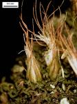 Diphyscium foliosum (Hedw.) D. Mohr