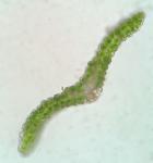 Diphyscium foliosum (Hedw.) D. Mohr