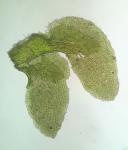 Diplophyllum taxifolium (Wahlenb.) Dumort.