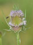 Dipsacus fullonum L.