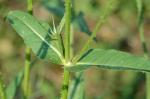 Dipsacus fullonum L.