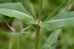 Dipsacus fullonum L.