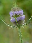 Dipsacus fullonum L.