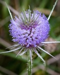 Dipsacus fullonum L.