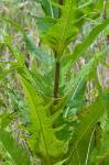 Dipsacus laciniatus L.