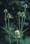 Dipsacus laciniatus L.
