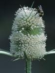 Dipsacus laciniatus L.