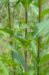 Dipsacus laciniatus L.