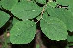 Dirca palustris L.