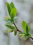 Dirca palustris L.