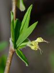 Dirca palustris L.