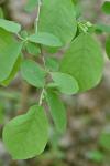 Dirca palustris L.