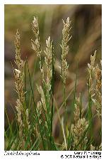 Distichlis spicata (L.) Greene
