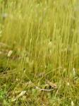 Ditrichum pallidum (Hedw.) Hampe