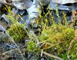 Ditrichum pallidum (Hedw.) Hampe