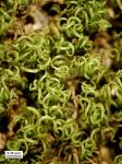 Ditrichum pallidum (Hedw.) Hampe