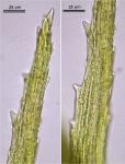 Ditrichum pallidum (Hedw.) Hampe