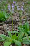 Primula meadia (L.) A. R. Mast & Reveal