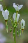 Primula meadia (L.) A. R. Mast & Reveal