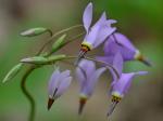 Primula meadia (L.) A. R. Mast & Reveal