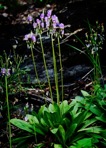Primula meadia (L.) A. R. Mast & Reveal