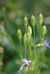 Primula meadia (L.) A. R. Mast & Reveal