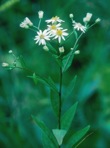 Doellingeria infirma (Michx.) Greene