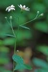 Doellingeria infirma (Michx.) Greene