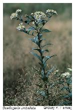 Doellingeria umbellata (P. Mill.) Nees var. umbellata