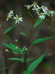 Doellingeria umbellata (P. Mill.) Nees var. umbellata