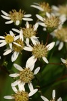 Doellingeria umbellata (P. Mill.) Nees var. umbellata