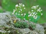 Draba ramosissima Desvaux