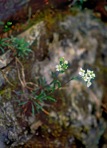 Draba ramosissima Desvaux