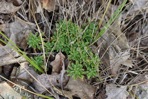 Draba ramosissima Desvaux