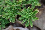Draba ramosissima Desvaux