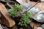 Draba ramosissima Desvaux
