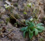 Draba verna Linnaeus